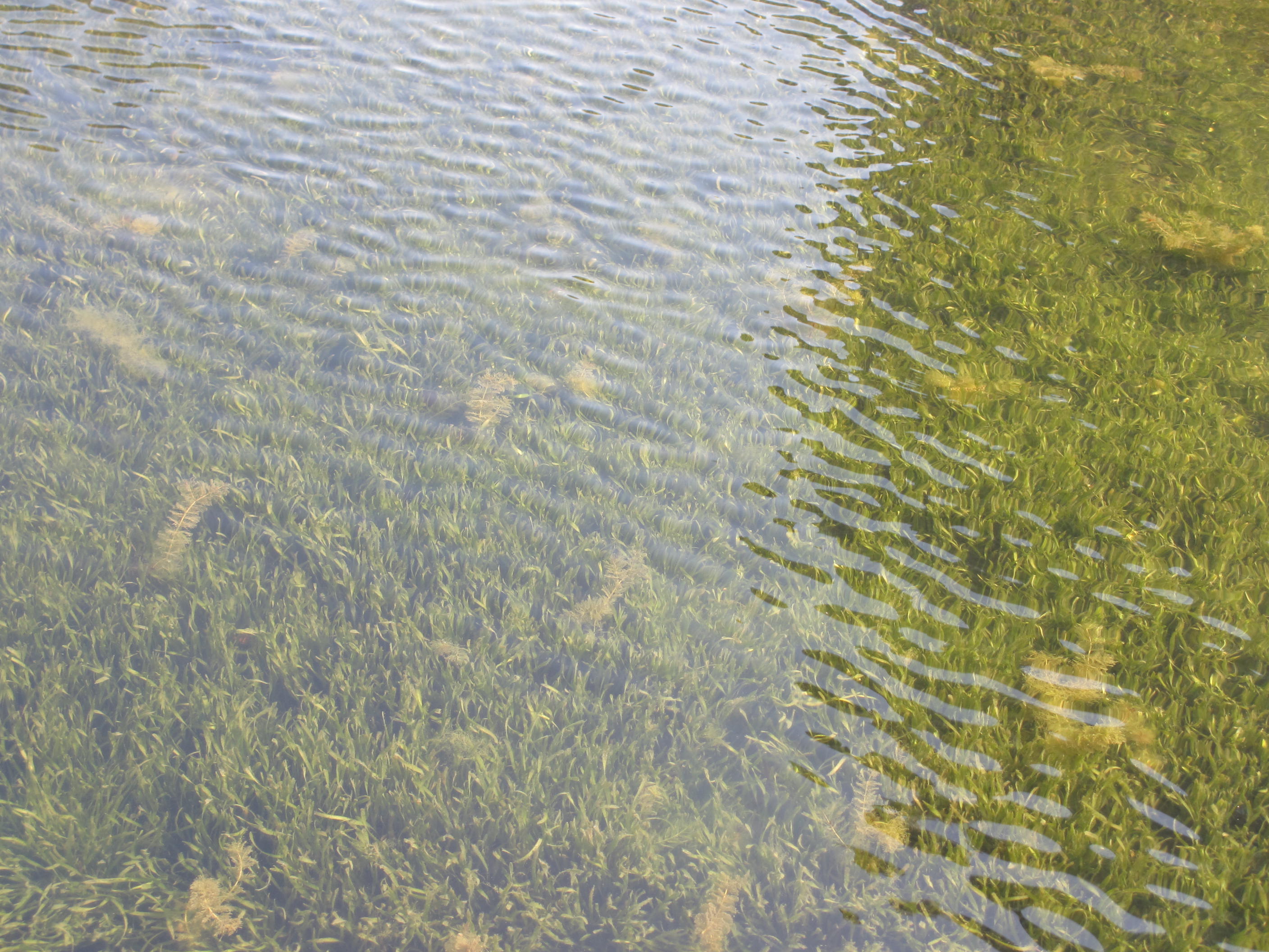 人工湖专用矮生苦草